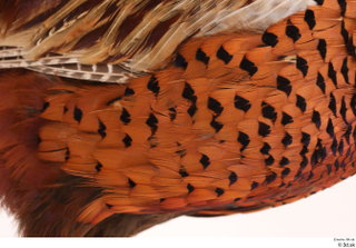 Pheasant  2 chest wing 0001.jpg